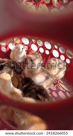 As these chicks grow, they undergo various stages of development, transitioning from fluffy down to more mature feathers. The sight of a clutch of chicks huddled together or scurrying about is a joyfu Royalty-Free Stock Photo #2418266055