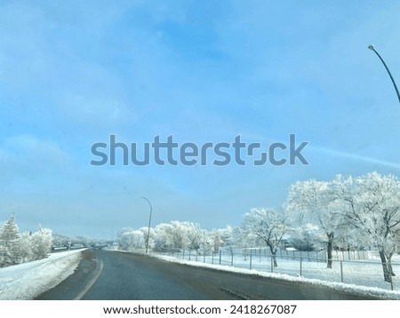 Cold Snowy Day | Picture of Road with Snowy trees on either side ❄️☃️🌨️