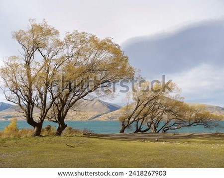 The willow trees (Salix sp.) are bent by seasonal winds and their canopy turn yellow in autumn near Lake Ohau.  Royalty-Free Stock Photo #2418267903