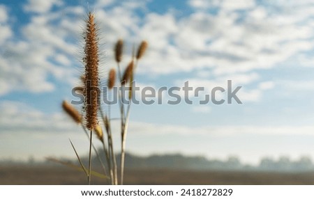 Bur Bristle-grass. Bristlegrass under the morning sun.an atmosphere with a faint mist. Dreamy atmosphere. Rural landscape, background images. Wallpaper