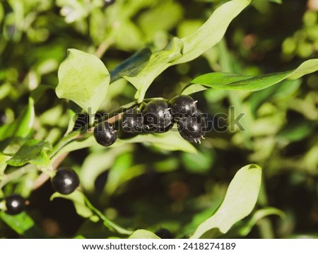 Sarcoccoca hookeriana - Himalayan sweet box, small shrub with lanceolate petiolate dark green leaves,  fragrant white inflorescence and globose drupes or berries Royalty-Free Stock Photo #2418274189