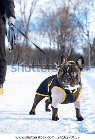 French bulldog dressed up standing on a snowy alley. The owner keeps the dog on a leash. The dog is alert. Walk. The photo is blurred and vertical. High quality photo