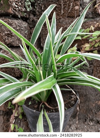 Chlorophytum comosum, commonly called spider plant or lily of paris is a species of evergreen flowering plant