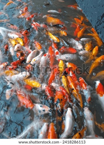 purwokerto 28 january 2024. goldfish in the pond