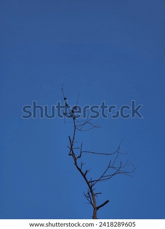 Blue sky with alone tree picture HD 