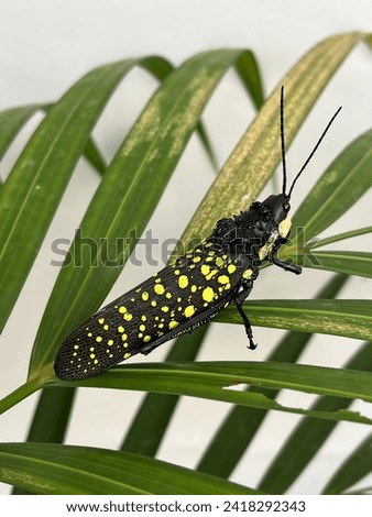 Picture of grasshopper in Arica palm tree