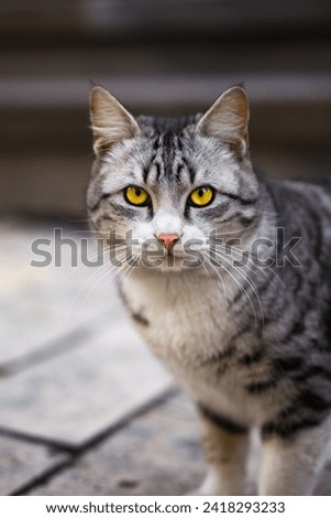 Beautiful young cat close-up. Professional pet photography. Pedigree cat, bright cat eyes. teeth. Yellow eyes. Fun animals. 