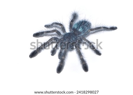 Closeup picture of a steel blue juvenile of the Antilles pinktoe tarantula or Martinique red tree spider, Caribena (Avicularia) versicolor [Araneae: Theraphosidae], photographed on white background.