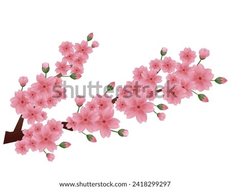 Clip art of pink cherry blossom.　Clip art of cherry blossom petal.