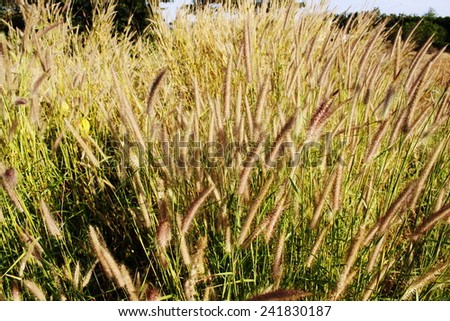 grass flower sunlight