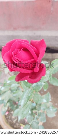 Flower red rose, green leaves Scarlet Whispers Rose Garden View Wallpaper