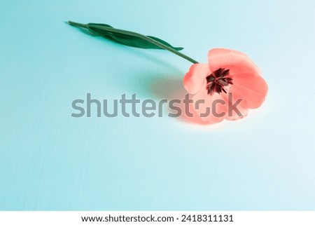 One pink tulip flower lies on blue background with copy space. Holiday card. Concept of flower shop business card. Invitation postcard. International women's day. Hello spring. Banner. Symbol 8 march.