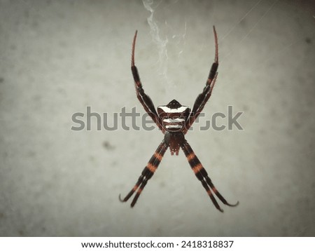 Argiope Keyserlingi spider nesting against a dull wall background