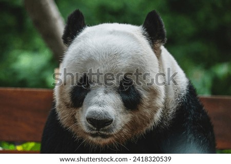 Male giant panda at Zoo Negara Malaysia.