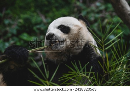 Male giant panda eating bamboo at Zoo Negara Malaysia.