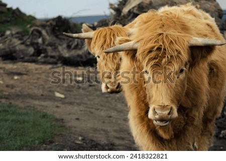 COW animal brown color and hairy