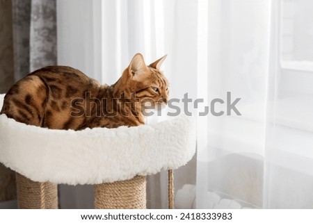 Bengal cat laying on the top of the scratcher in the living room. Copy space. Royalty-Free Stock Photo #2418333983