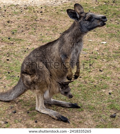 The western grey kangaroo is one of the largest macropods in Australia