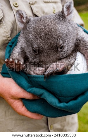 Bqby orphan wombat is fed by a volunteer in Tasmania, Australia