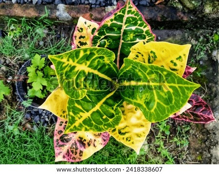 colorful leaves of croton plant