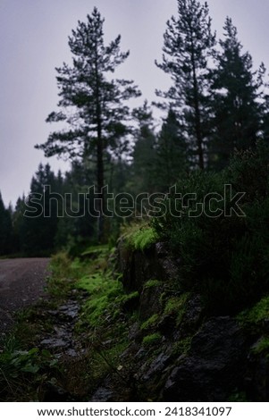 magical fairy tail dark forest in rainy day Norway