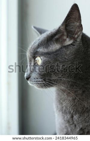 Close-up portrait of british short hair cat 