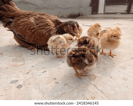 As these chicks grow, they undergo various stages of development, transitioning from fluffy down to more mature feathers. The sight of a clutch of chicks huddled together or scurrying about is a joyfu Royalty-Free Stock Photo #2418346145