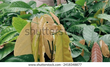 chocolate coffee leaves or commonly called cocoa. This is a tree whose fruit is the basic ingredient for making chocolate.