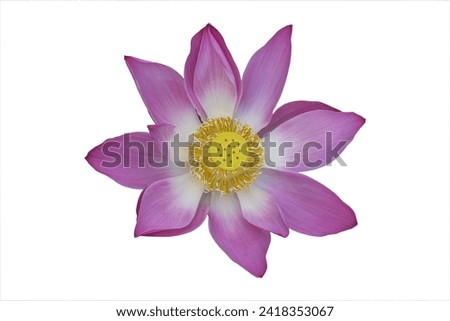 Lotus flower isolated on white