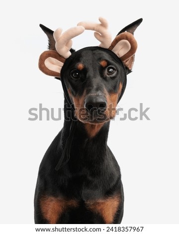 doberman pinscher with antlers and ears headband sitting on white background, portrait picture