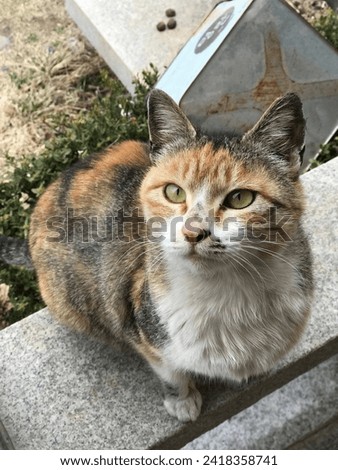 a cute picture of a cat