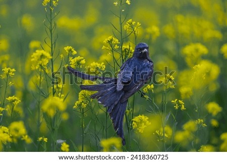 A bird was waiting over a mustard field in searching for his foods. The photo was taken on 21th January 2024 from Kaliganj in Gazipur district, Bangladesh.