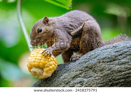 The plantain squirrel (Callosciurus notatus) is eating corn. 
a species of rodent in the family Sciuridae found in Indonesia, Malaysia, Singapore, and Thailand in a wide range of habitats.