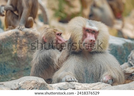 one Hamadryas baboon (Papio hamadryas) is looking for lice for a male one. 
It is a species of baboon from the Old World monkey family. It appears in various roles in ancient Egyptian religion.
