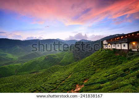 Sunset over the Tea Plantation at Cameron Highlands, Malaysia. Nature composition. Royalty-Free Stock Photo #241838167