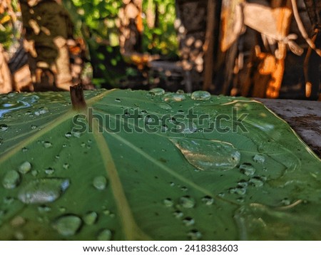 Taro leaves that have been cut and turned upside down are then splashed with rainwater, forming water droplets on them.