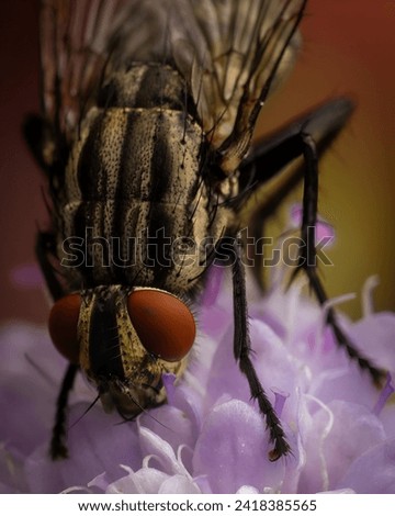 The gray flesh fly, also known as Sarcophaga carnaria or carrion fly, is a species of flesh fly belonging to the Sarcophagidae family.  Royalty-Free Stock Photo #2418385565