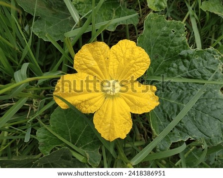 Sponge Gourd flower close up view stock photo 
