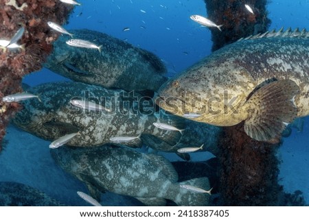 Scuba diving West Palm Beach and Jupiter,  Florida. Goliath Grouper