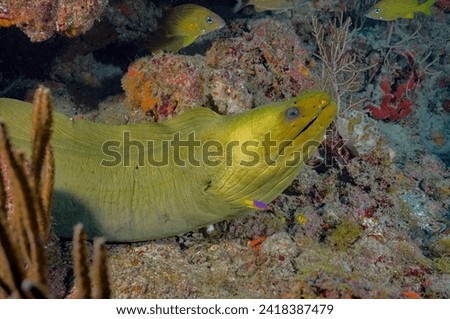 Scuba diving Jupiter and West Palm Beach, 2018. Green Moray.