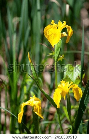Yellow flag iris wildflower. Perennial aquatic wetland wetlands plant. Invading species harmful poisonous people animals. Native habitat reduction. Waterways invader. Problem. Ecosystem harmful harm. Royalty-Free Stock Photo #2418389513