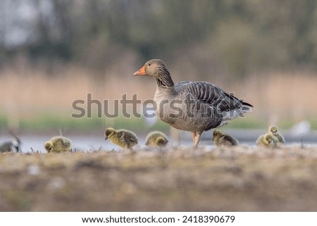 Greylag goose family in the wild Royalty-Free Stock Photo #2418390679