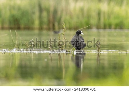 Coot (Fulica atra) standing in the water