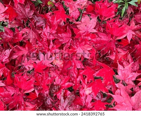 
Autumn leaves, autumn impression in the forest with colorful leaves