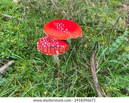 Toadstool, Amanita muscaria, is a beautiful red mushroom that grows in the woods but is poisonous.