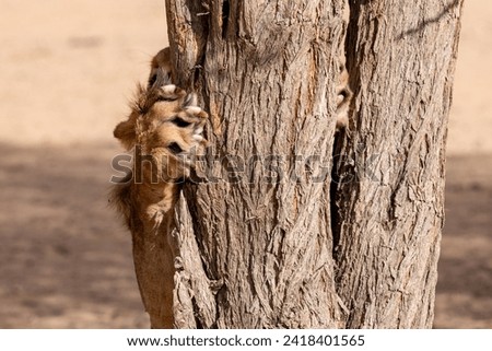 Lion sharpening unsheathed claws on a camel thorn tree trunk