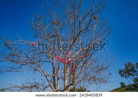 Beautiful Pink white Cherry blossom flowers tree branch in garden with blue sky.
Springtime Beauty Pink Cherry Blossoms Bloom on Tree Branches in a Japanese Garden
