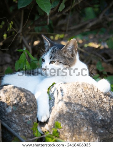 In the hot summer, it is a cat staring slowly at one place among the rocks. What is the young cat looking at? It is a cute picture of the cat's soft fur.