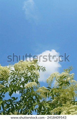 Close-up photo of a cluster of white elderflowers in full bloom, backlit by a clear blue sky. Perfect for spring backgrounds, floral images, and nature photography.