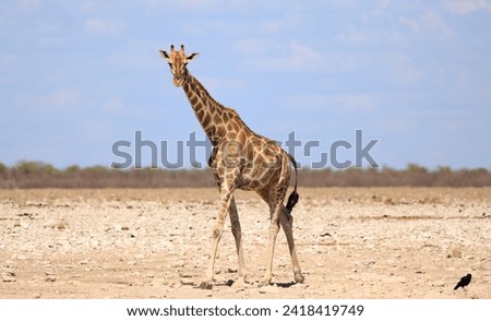 An adult Giraffe standing looking into camera with the vast empty dry plains in the background in Etosha, Namibia